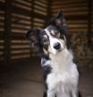 Border Collie inclinando la cabeza