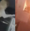 Captan cómo un perro enciende la vitrocerámica sin querer y provoca un incendio que destruye su hogar