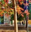 Árbol del fuego en Sabadell.
