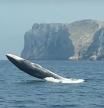 Una ballena localizada a su paso por la costa de Dénia.
