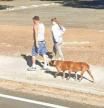 La verdad sobre el perro de seis patas que aparece en Google Maps y que ha desconcertado a la gente