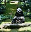 An An, el panda macho más longevo del mundo en cautividad, muere en Hong Kong a los 35 años