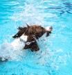 Un perro jugando en la piscina comunitaria del Dondersteen Resort