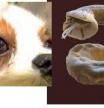 Exploración de un perro afectado por la enfermedad, con a forma larval del parásito 'Angiostrongylus vasorum' en la cámara anterior ocular  .