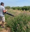Un hombre aspira las chinches en una finca del Camp de Tarragona