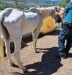 Un caballo desnutrido localizado en la explotación ilegal de Estamariu