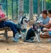 Falta de refugio para animales en Hospitalet la segunda ciudad de Catalunya. Perros con sus dueños en el parque de la cabana .