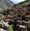 Las vacas en dirección al pueblo donde los vaqueros las recogerán