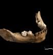 La mandíbula encontrada en el yacimiento perteneció a un niño de cinco años del Paleolítico Superior, hace 15.000 años