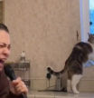 El susto viral de un gato al oír cantar a su dueña que acumula más de 25 millones de reproducciones