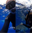 Las inquietantes imágenes de una buceadora mostrando cómo actuar ante la presencia de un tiburón