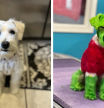 Una mujer que tiñó a su perro como el Grinch se defiende tras haber sido acusada de maltrato