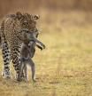 La historia detrás la sobrecogedora fotografía de un monito abrazando a su madre muerta por una leoparda