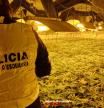 Plantació de marihuana desmantellada pels Mossos d'Esquadra en una casa de Segur de Calafell