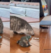 El tremendo susto de un gato al intentar jugar con una rana y ver que es capaz de imitar su sonido