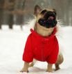 El debate sobre el abrigo en perros llega con el frío