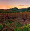 Una estampa de unos viñedos en El Priorat