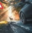 ¿Qué hacer si tienes un accidente con un animal?