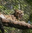 El zoo de Dallas encuentra al leopardo nublado que se había escapado de su hábitat