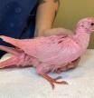 Máxima indignación por una paloma pintada de rosa para un 'gender reveal'