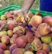 Por cada kilo de fruta o verdura que se despilfarra se desaprovechan 175 litros de agua