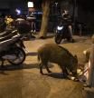 Un jabalí come de la basura enfrente de las urgencias de Valle hebrón