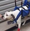 Un perro vuelve a caminar después de ser atropellado y quedase parapléjico