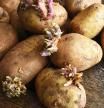 Patatas germinadas