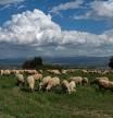 Un rebaño de ovejas se come 100 kg de cannabis por falta de pastos: “No sé si reírme o llorar”