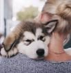 Rearview shot of a young woman carrying her adorable husky puppy at home
