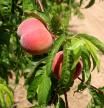 Detalle de ejemplares de melocotón de Ordal antes de ser cosechados.