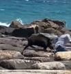 Aparece un jabalí en una playa de Alicante y empieza a atacar a los presentes dejando heridas leves