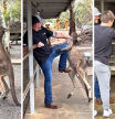El increíble encuentro entre un canguro y un turista en Australia: “Mejor que un boxeador”