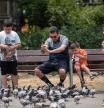Las palomas de Barcelona le pierden el respeto a la gente