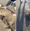 Aparecen en una playa los restos de una criatura parecida a una “sirena”