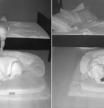 El tierno vídeo viral de un bebé que baja de la cama para dormir con su mascota