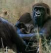 La gorila Sully y su bebé