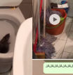 Se queda encerrada en el baño de su trabajo con una rata que aparece por el WC: “Casi muero viendo el vídeo”