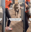 perro imita dueño