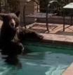 Un oso se cuela en una casa de California y se lo encuentran en el jacuzzi