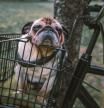 Así debes llevar a tu perro en bicicleta para evitar sustos y multas