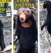 Tres imágenes del oso en el zoo de Shangai