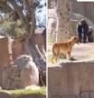 El angustioso rescate de un perro que se cuela en la zona de los gorilas de un zoo