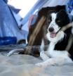 Branded Affinity perro camping