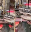 El impactante vídeo de una cuidadora de reptiles que trata a los cocodrilos como perros: “Es muy valiente”