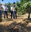 AVA-ASAJA se llevó hace unos días al conseller de Agricultura a un campo de naranjos afectado por los jabalíes