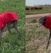 El galgo visitó el campo por primera vez con un 'look' de lo más elegante.