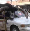 Detenido un hombre por circular con un toro encaramado en el techo de 'copiloto'