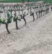 La sequía afecta a la viña en el Alt Penedès.