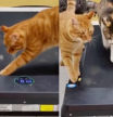 gatos cinta correr
